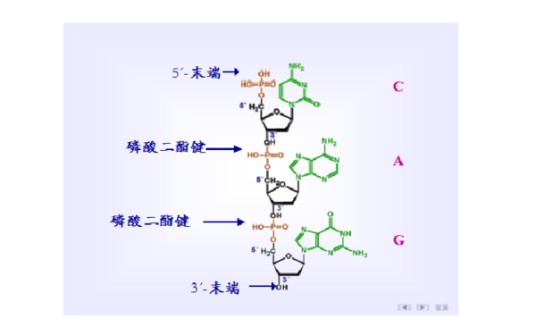 3',5'-磷酸二酯键