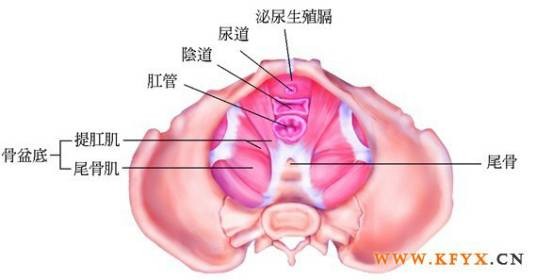 提肛肌