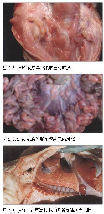 猪衣原体病
