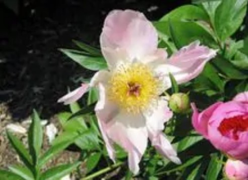 蜜糖（国家林业局林业植物品种）