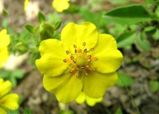 金露梅（蔷薇科委陵菜属植物）