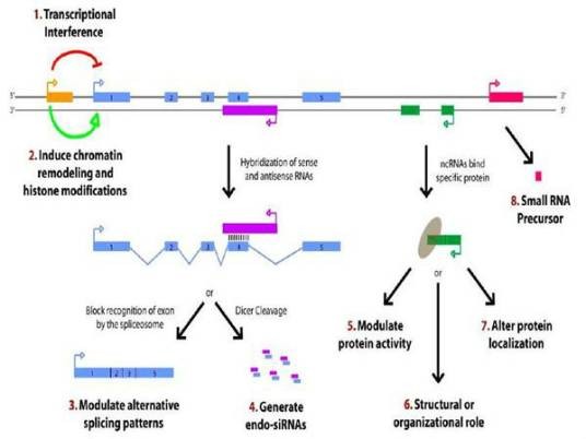 长非编码rna