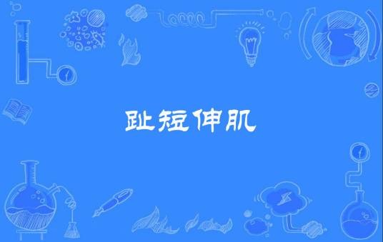 趾短伸肌