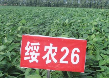 绥农26