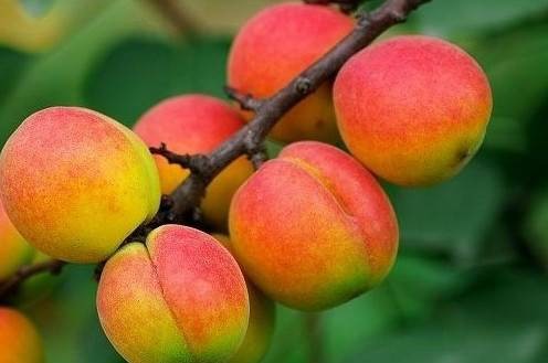 巨鹿串枝红杏