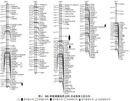 重组自交系