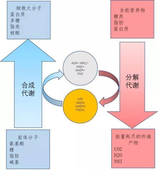 代谢能