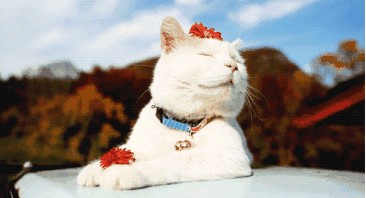 油猫