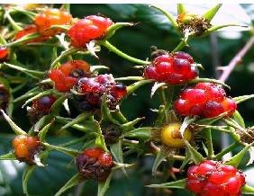 茅莓果