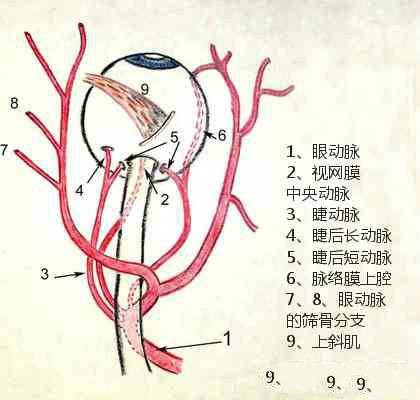 眼动脉