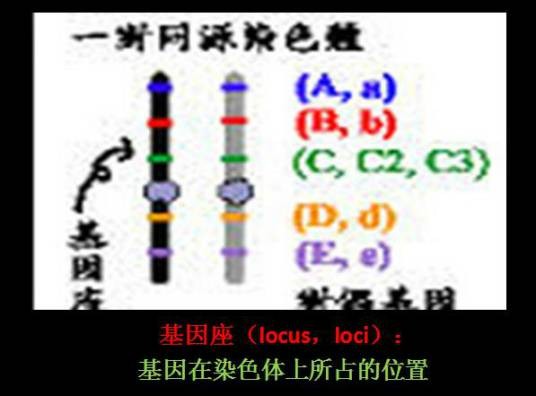 基因座