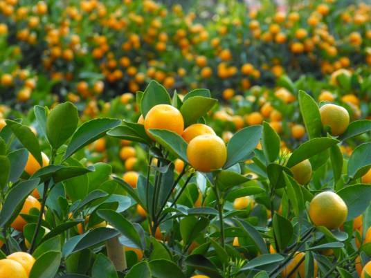 金橘（芸香科金橘属植物）