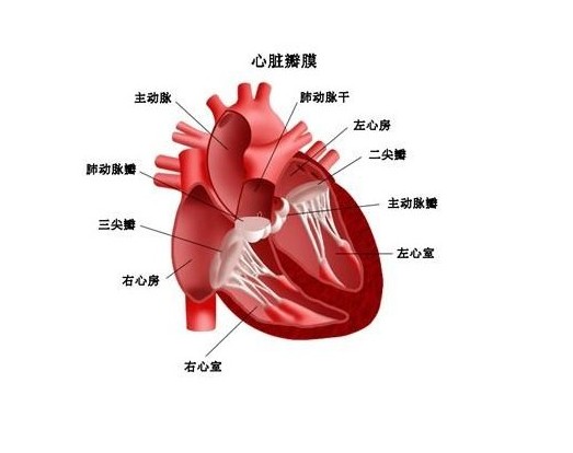 心肌供血不足