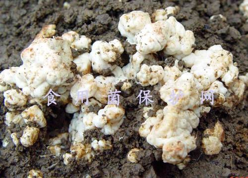 胡桃肉状菌病