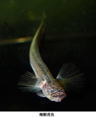 鳗鰕虎鱼