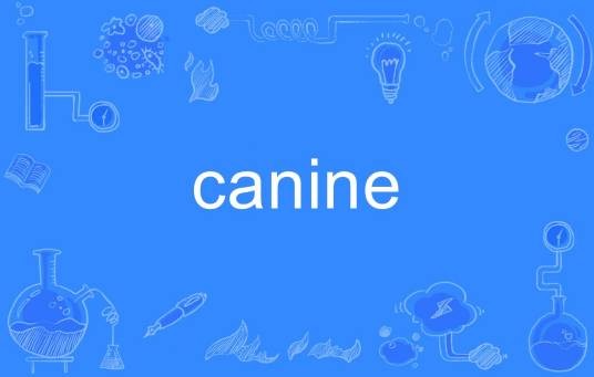 canine