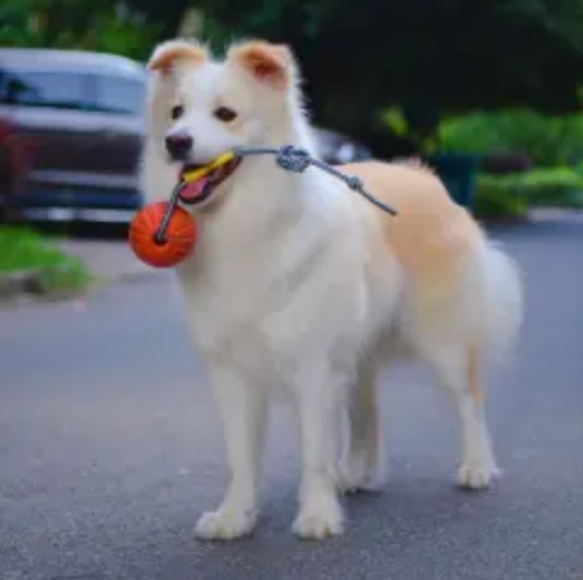 边牧陈贝拉