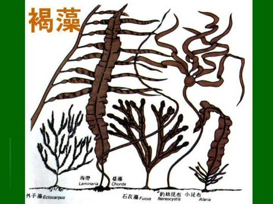 褐藻胶