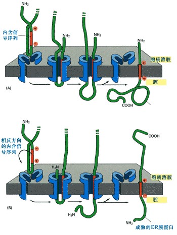N-连接糖基化