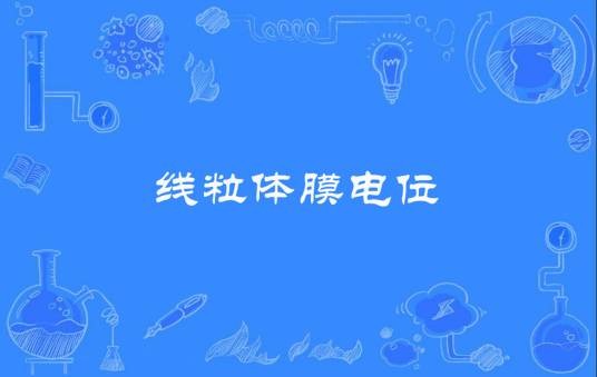线粒体膜电位