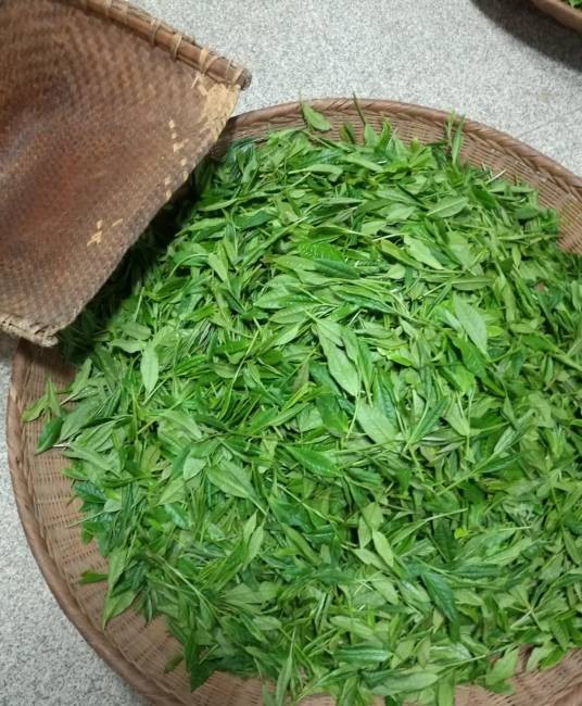绿茶制作技艺（太平猴魁）