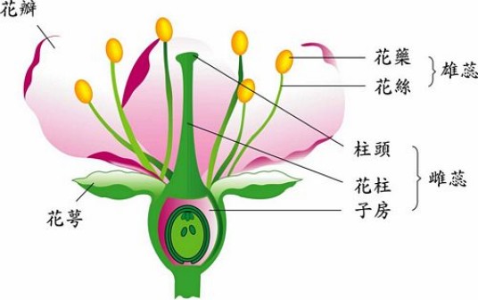完全花