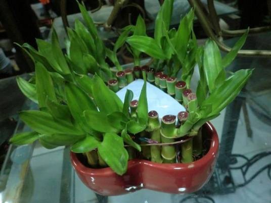 阴生植物