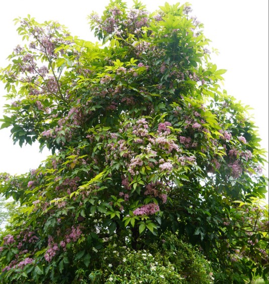 玫红栎铃木
