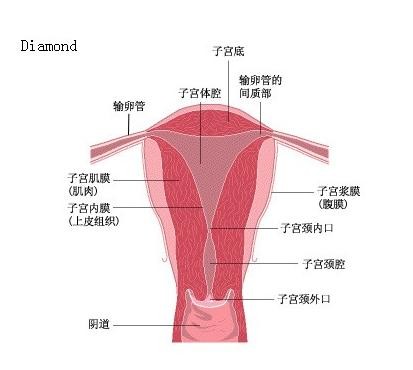 子宫内膜