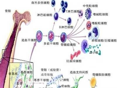 体细胞