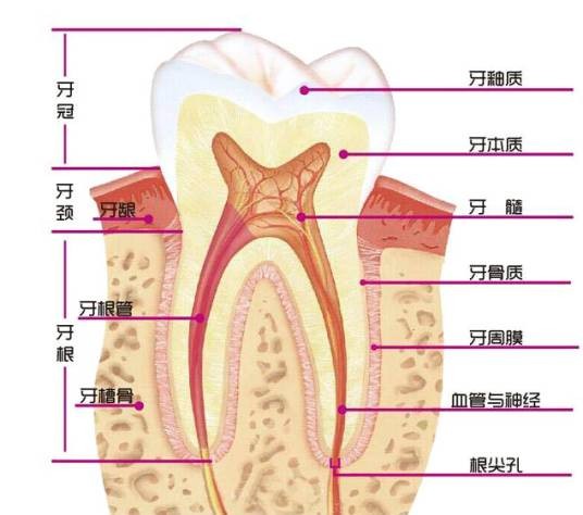 牙周组织