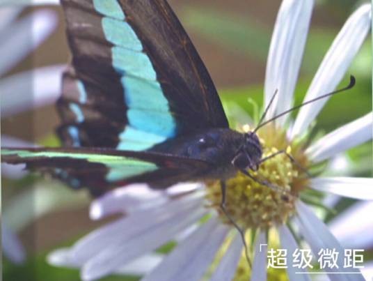 超级微距