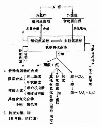 氨基酸代谢