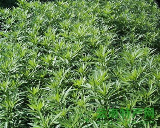 龙蒿草