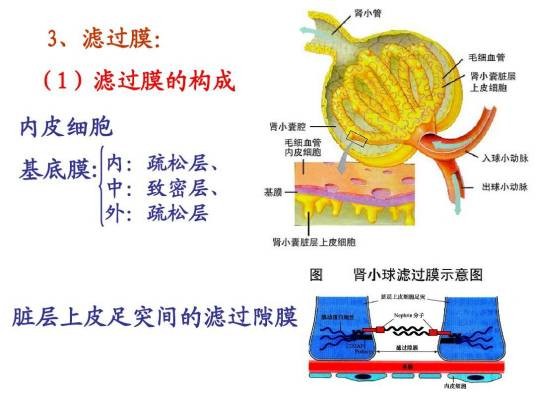 肾小球滤过膜