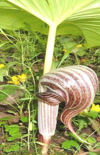 象头花(中药)