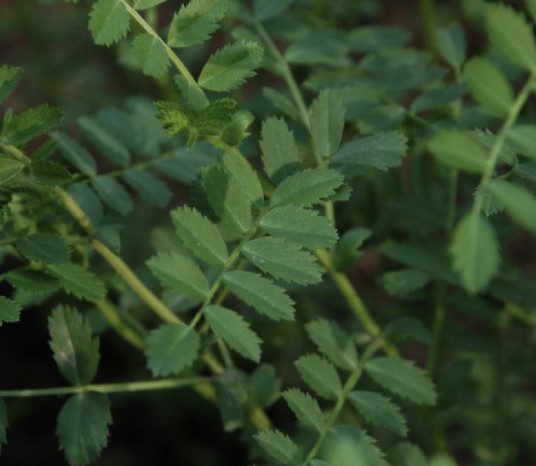 鹰嘴豆（豆科鹰嘴豆属植物）