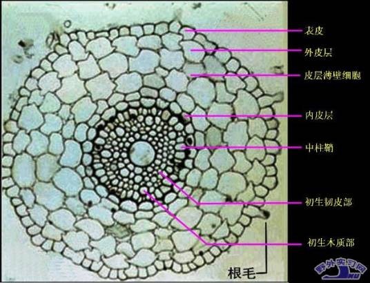 薄壁组织