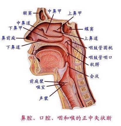 腺样体面容