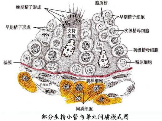 睾丸支持细胞