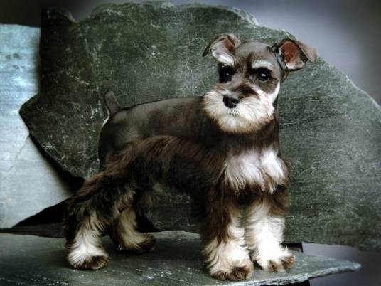 迷你雪纳瑞犬（雪纳瑞犬品种）
