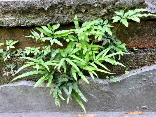 井栏边草