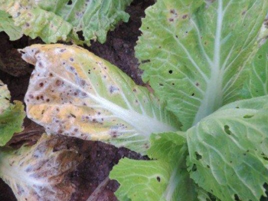 大白菜黑斑病