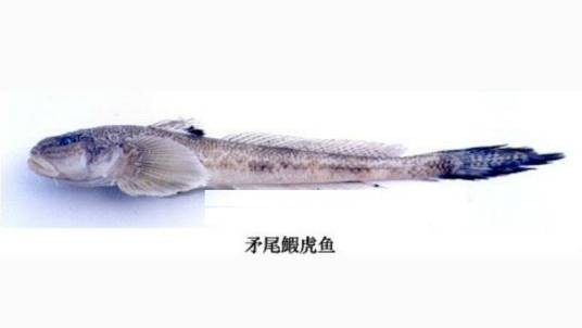 矛尾鰕虎鱼