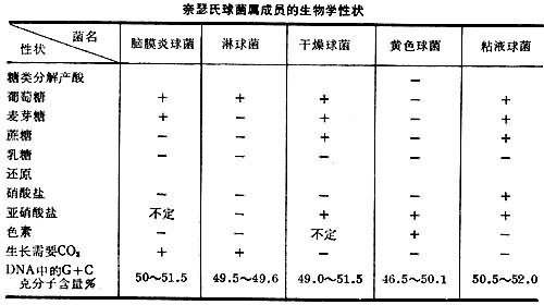 奈瑟氏球菌属
