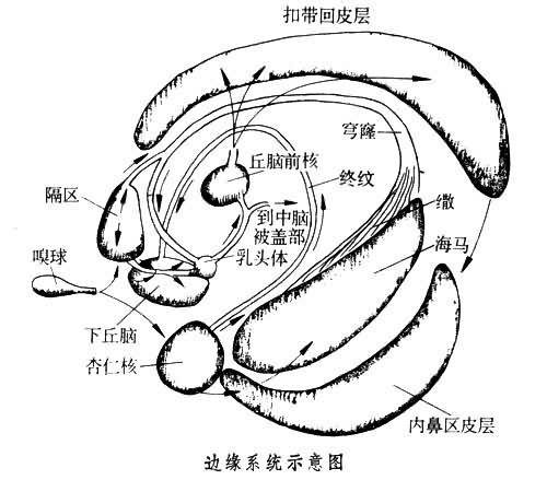 边缘系统