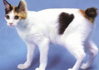日本短毛猫