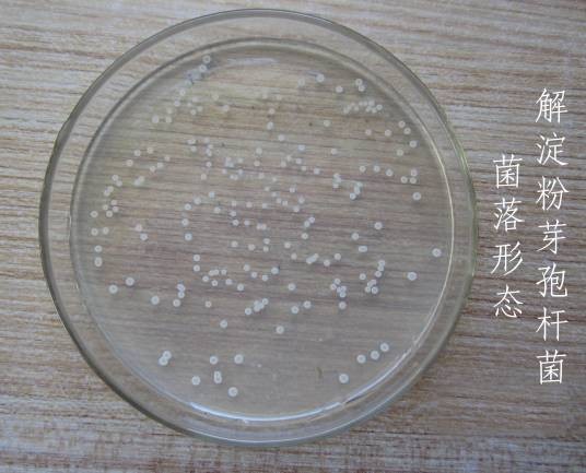 解淀粉芽孢杆菌