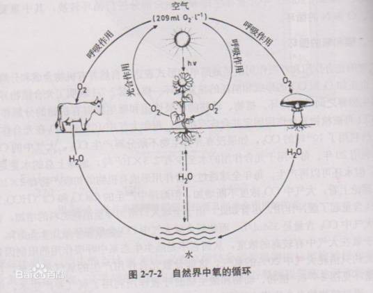 氧循环