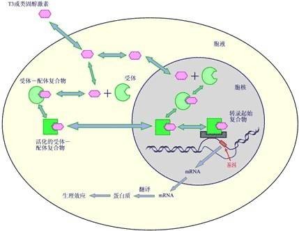 雄激素受体
